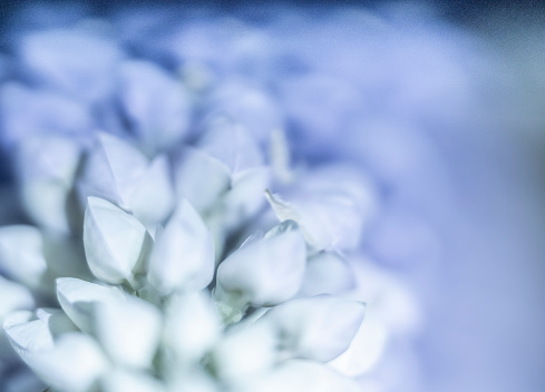 Extreme close-up of a Lupin flowerspike in Springtime. It is been desaturated in post processing.