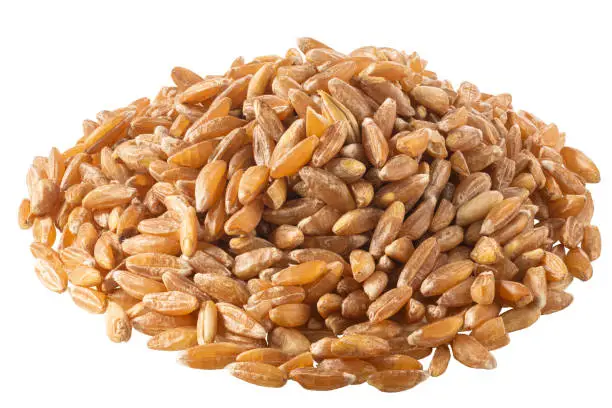 Pile of spelt, farro or einkorn hulled wheat, isolated