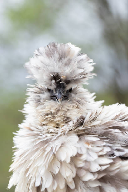 Frizzle Silkie Chicken stock photo