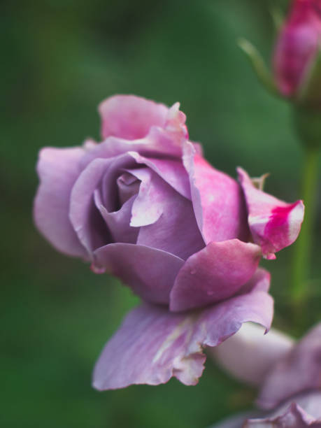 The beautiful colorful roses