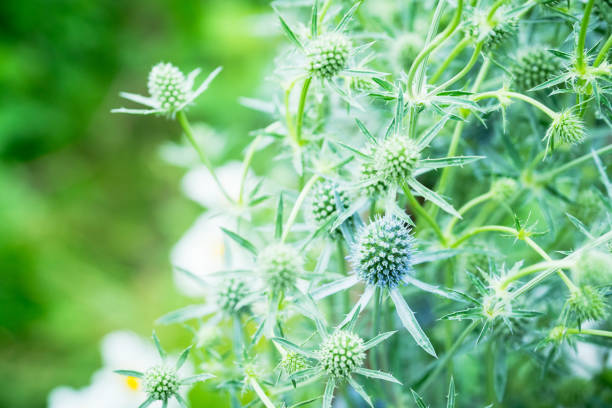 Blooming Blue Eryngo (Eryngium planum) in the garden. Selective focus. Shallow depth of field.