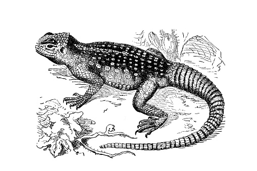 Illustration taken from an old book representing exotic animals