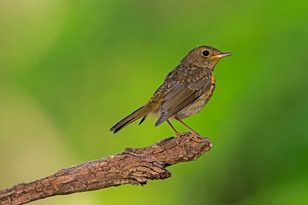 istock Young robin sits on a branch in Hungary, Europe, 1248976200