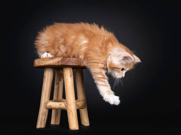 istock Red silver Maine Coon kitten on black background 1248976490