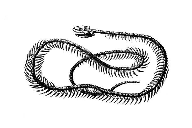 Old illustration of a skeleton of a Common ringed or Grass snake Illustration taken from an old book representing exotic animals snake anatomy stock illustrations