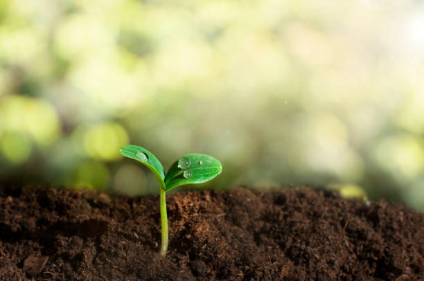 istock Green sprout on nature background 1248976620