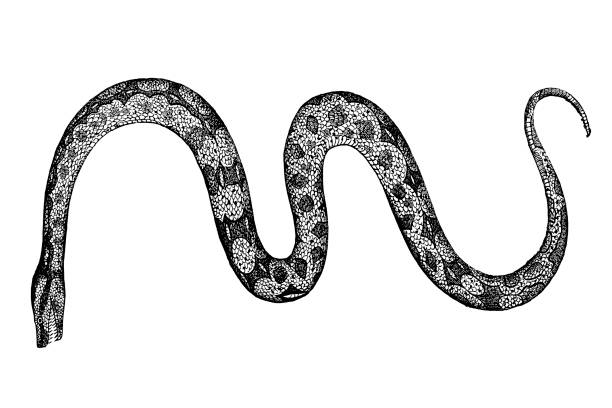 illustrazioni stock, clip art, cartoni animati e icone di tendenza di vecchia illustrazione di un boa constrictor - snakeskin snake print python