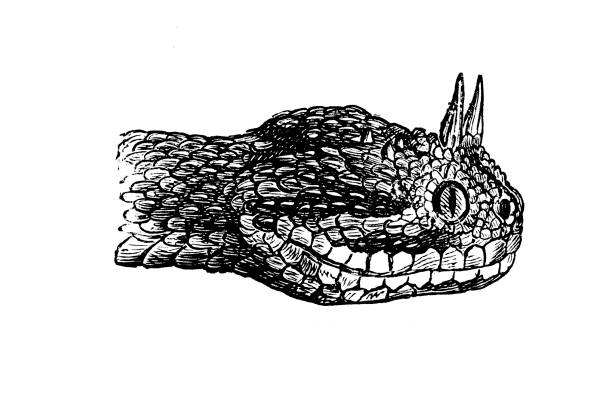 Old illustration of a head of a Horned Viper Illustration taken from an old book representing exotic animals snake anatomy stock illustrations