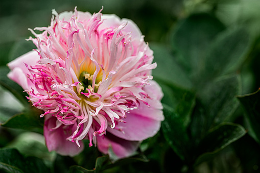 Herbaceous Japanese-style 'Do Tell' Peony