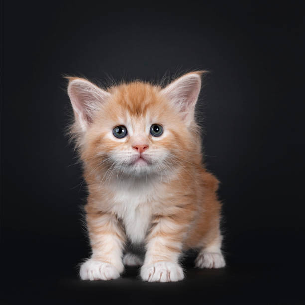 istock Red silver Maine Coon kitten on black background 1248976843