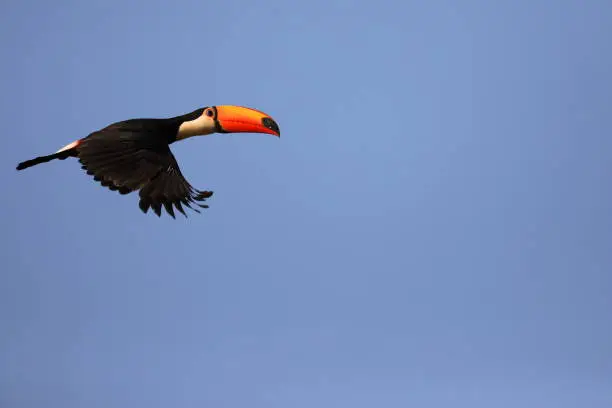 A Toucan mid flight