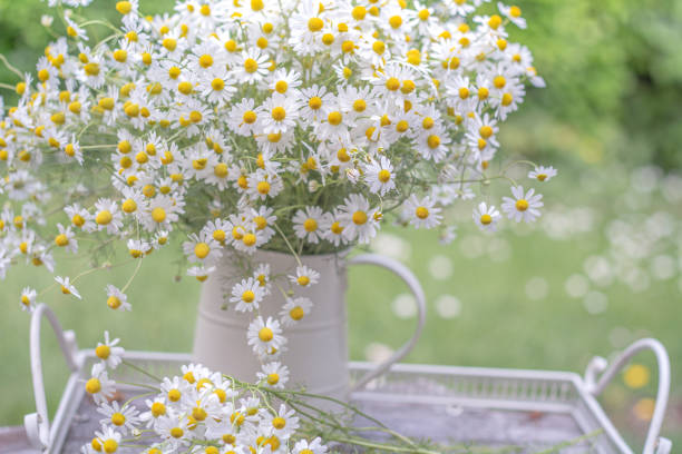 istock wild Chamomile flowers Bouquet in vase on  bright daylight 1248976991