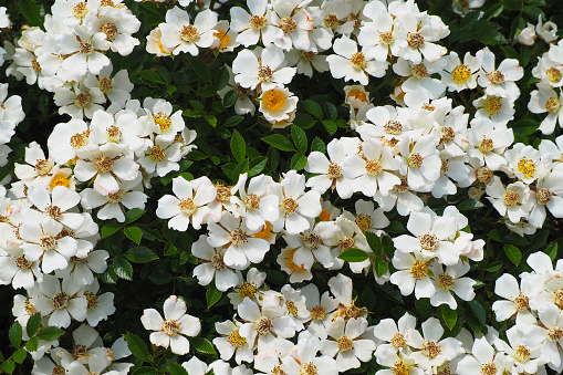 Beautiful white rose bloom in the garden