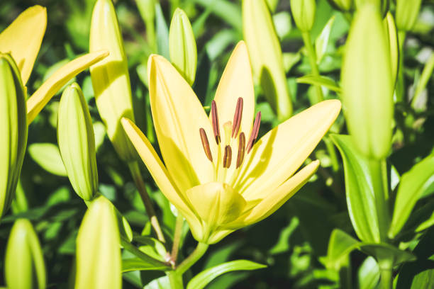 Blooming lily flowers on the garden. Shallow depth of field.