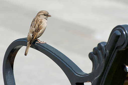 Sparrow is sitting on a bench in a city park. Birds living next to people.