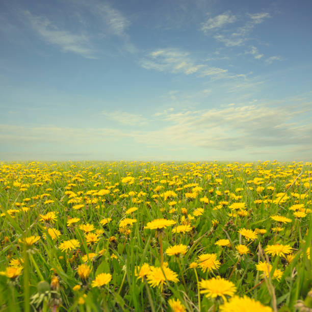 Lots of blooming dandelions in a field.