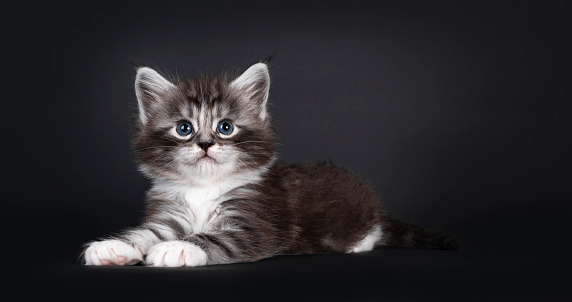 Adorable 5 week old Black silver tabby Maine Coon cat kitten, laying down side ways. Looking straight to camera with blue eyes. Isolated on black background.
