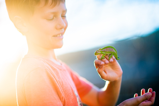 A young 8-9 year-old Caucasian boy carefully holding and looking at a Cape Dwarf Chameleon with the sun setting behind.