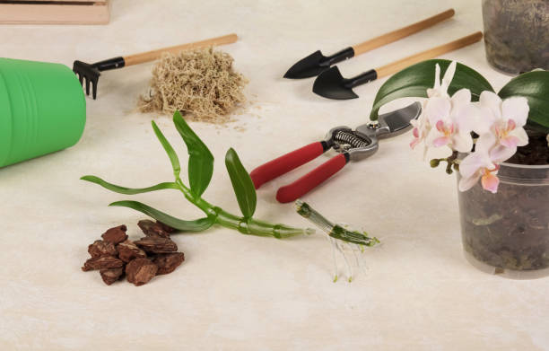 istock Dendrobium sprout and phalaenopsis flower surrounded by orchid care tools. Top view, close-up. 1248981469