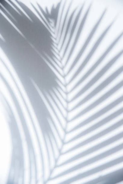 istock Shadow of palm tree leaf on white wall, abstract background 1248981627