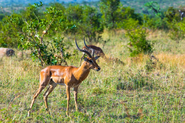 istock Impala graze in the green bushes 1248982465