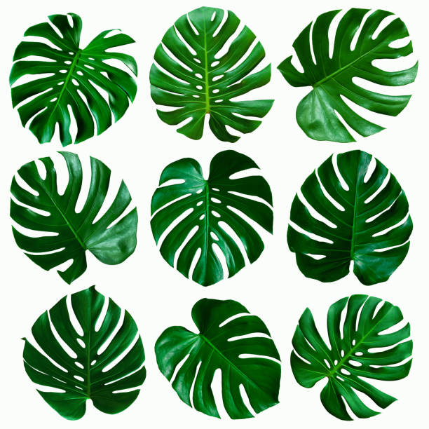 istock set of green monstera leaf isolated on white background 1248982960