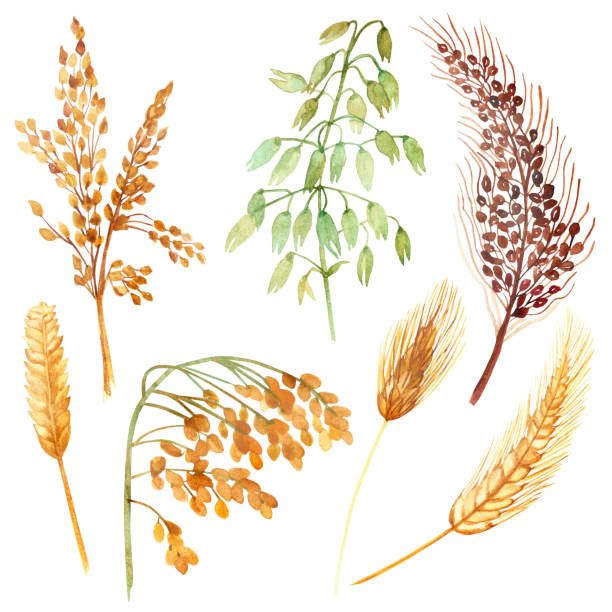 노란색, 녹색 및 밀, 귀리, 보리, 기장 곡물 시리얼 컬렉션으로 설정된 수채화 손 페인트 자연 필드 식물은 흰색 배경에 고립 - barley grass wheat isolated stock illustrations