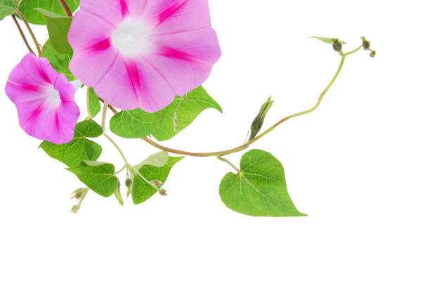 istock Ipomea pink flowers on white 1248986134