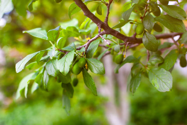istock Organic unripe plums growing on tree branch. 1248986674