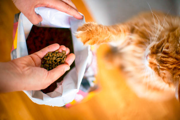 Woman and cat takes cat food from big pack indoors. Woman and cat takes cat food from big pack indoors. cat food stock pictures, royalty-free photos & images