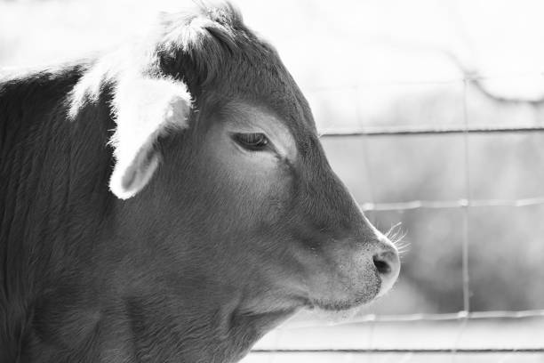 istock Brahman crossbred calf profile view black and white 1248986742