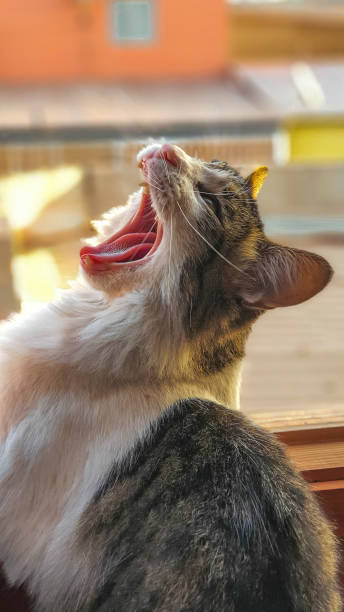 istock Portrait of a cat 1248987288