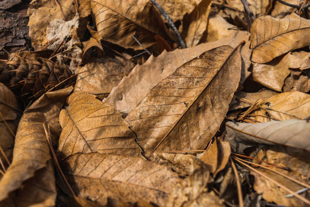 istock dry autumn leaves forming a brown carpet 1248987332