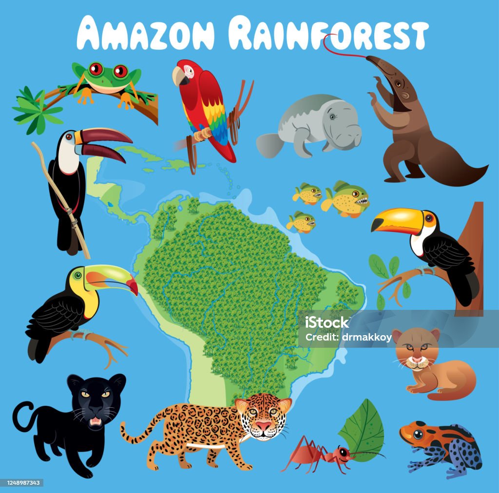 Amazon Rainforest And Animals Stock Illustration - Download Image Now -  Animal, Cartoon, Toucan - iStock