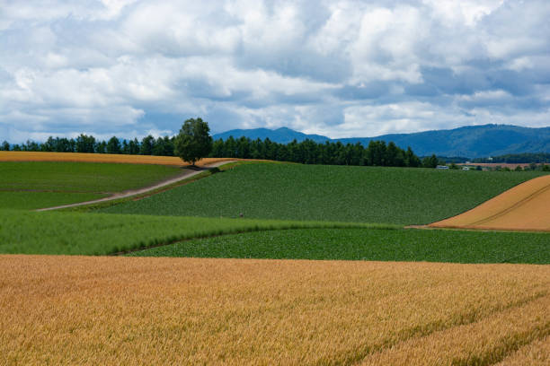 istock Golden wheat field in summer hilly area 1248987539
