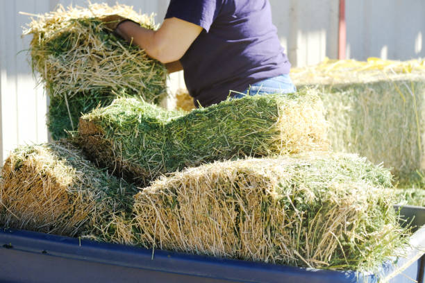 Alfalfa hay for feeding time chores on farm
