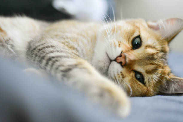 istock close up of ginger cat head looking to camera 1248987901