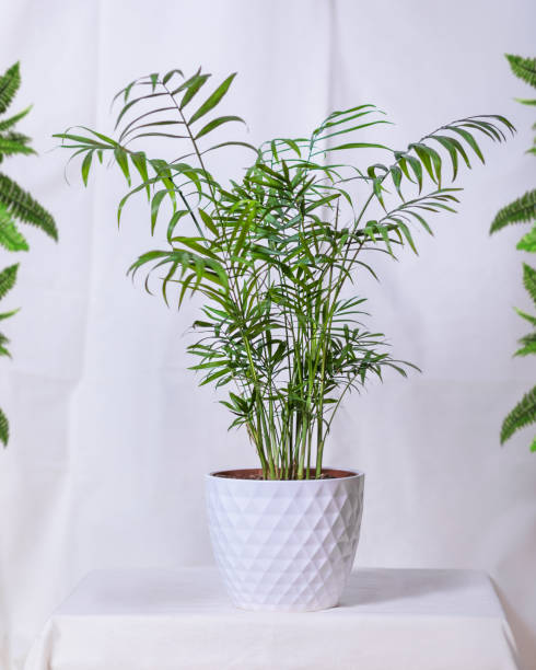 istock Phoenix canariensis - Canary Island Date Palm in white pot 1248988910