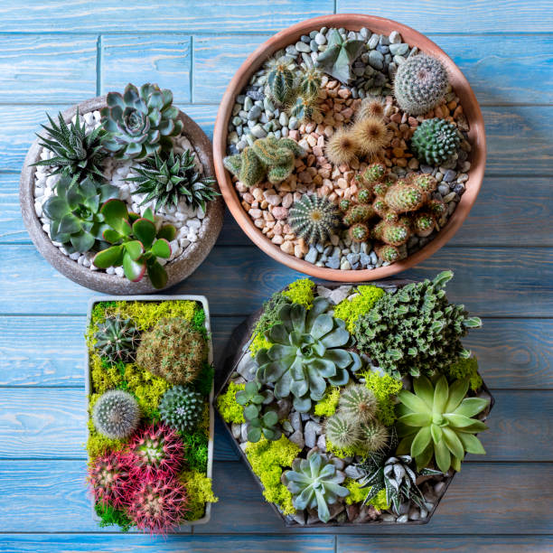 istock Beautiful terrariums side by side on the blue background 1248988985