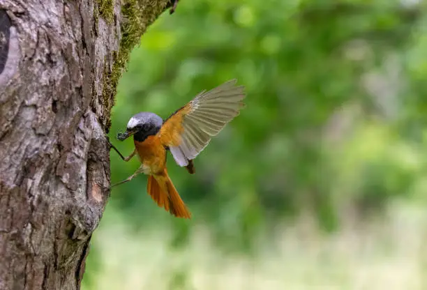 Male common redstart (Phoenicurus phoenicurus) landing on a tree hole with prey for feeding the fledglings.