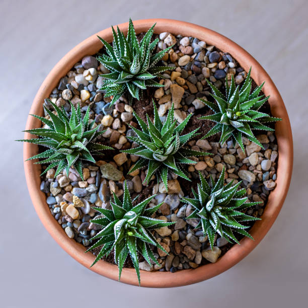 istock Beautiful terrarium with cactus, flower, rock, sand inside red pot view from above 1248989085
