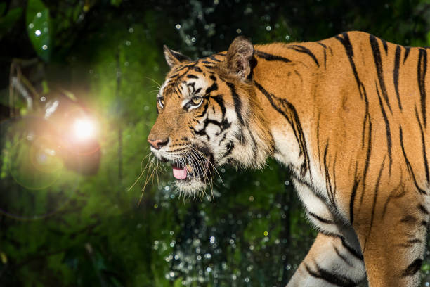 istock Photos of tiger naturally. 1248989185