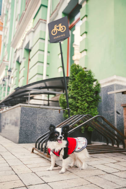 Dog waiting for owner, tied to a bicycle parking rack. Chihuahua waiting for his owner on dog parking area. Bicycle parking sign. Public bicycle parking on the sidewalk. Dog Waiting Outside. perro esperando al dueño, atado a un estante de estacionamiento para bicicletas. chihuahua esperando a su dueño en el área de estacionamiento para perros. señal de aparcamiento para bicicletas. aparcamiento público para bicicletas en la acera. perro e