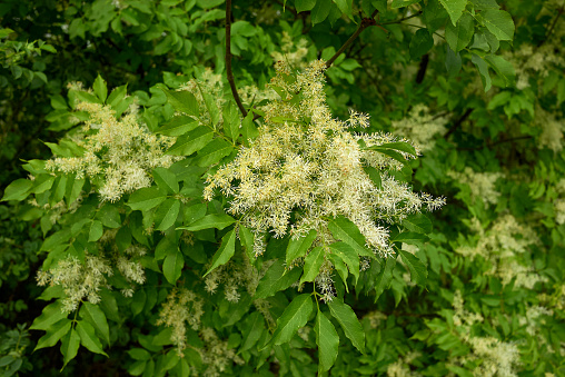 Fraxinus ornus in bloom