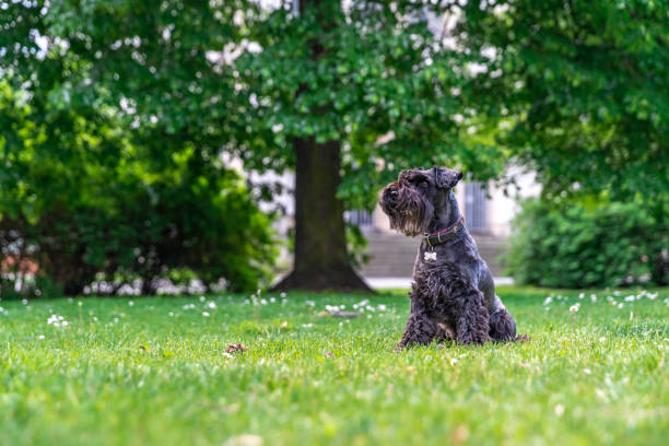 istock little black schnauzer in the city park 1248990302