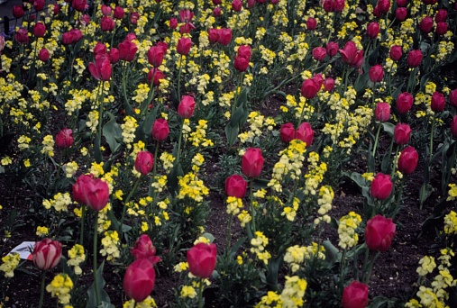 Violet tulips among yellow wallflowers