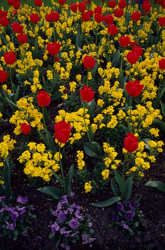 Red Tulips among Yellow Tulips and blue violas