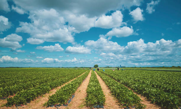 istock Harvesting season for strawberries! 1248994480