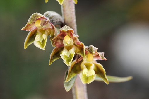 Epipactis microphylla the small leaved helleborine small mountain orchid with pretty brown flowers natural light