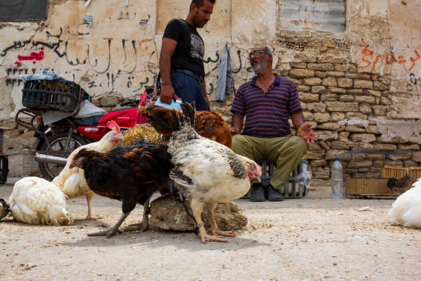 Selling trapped rooster and hen in south of Iran as a Middle Eastern street business This is a sidewalk in a town located in the south of Iran and a man is selling roosters and hens. Livestock trading is a kind of street business in Middle Eastern rural areas and towns. khuzestan province stock pictures, royalty-free photos & images